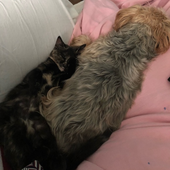 Meet your Posh Ambassador, Heather - Picture 4 of 5